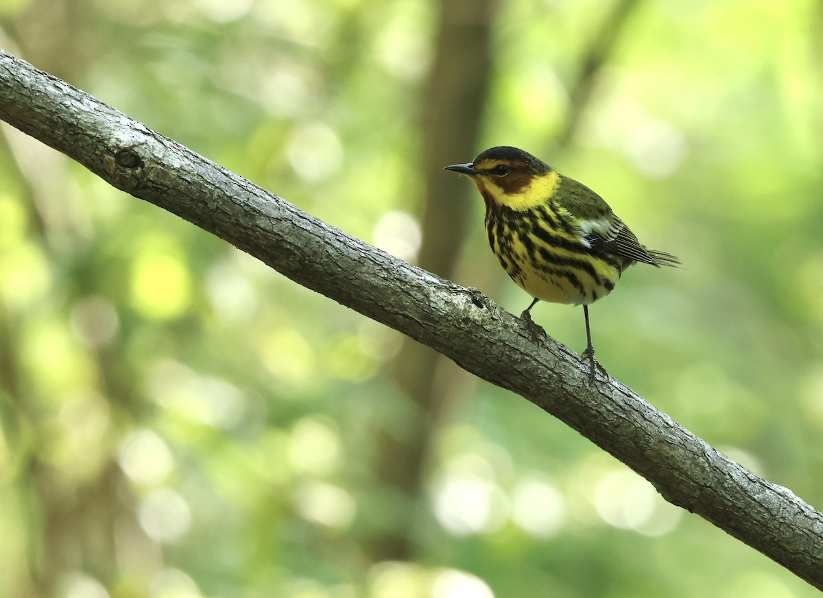 Cape May Warbler - Grace Simms  🐦‍⬛