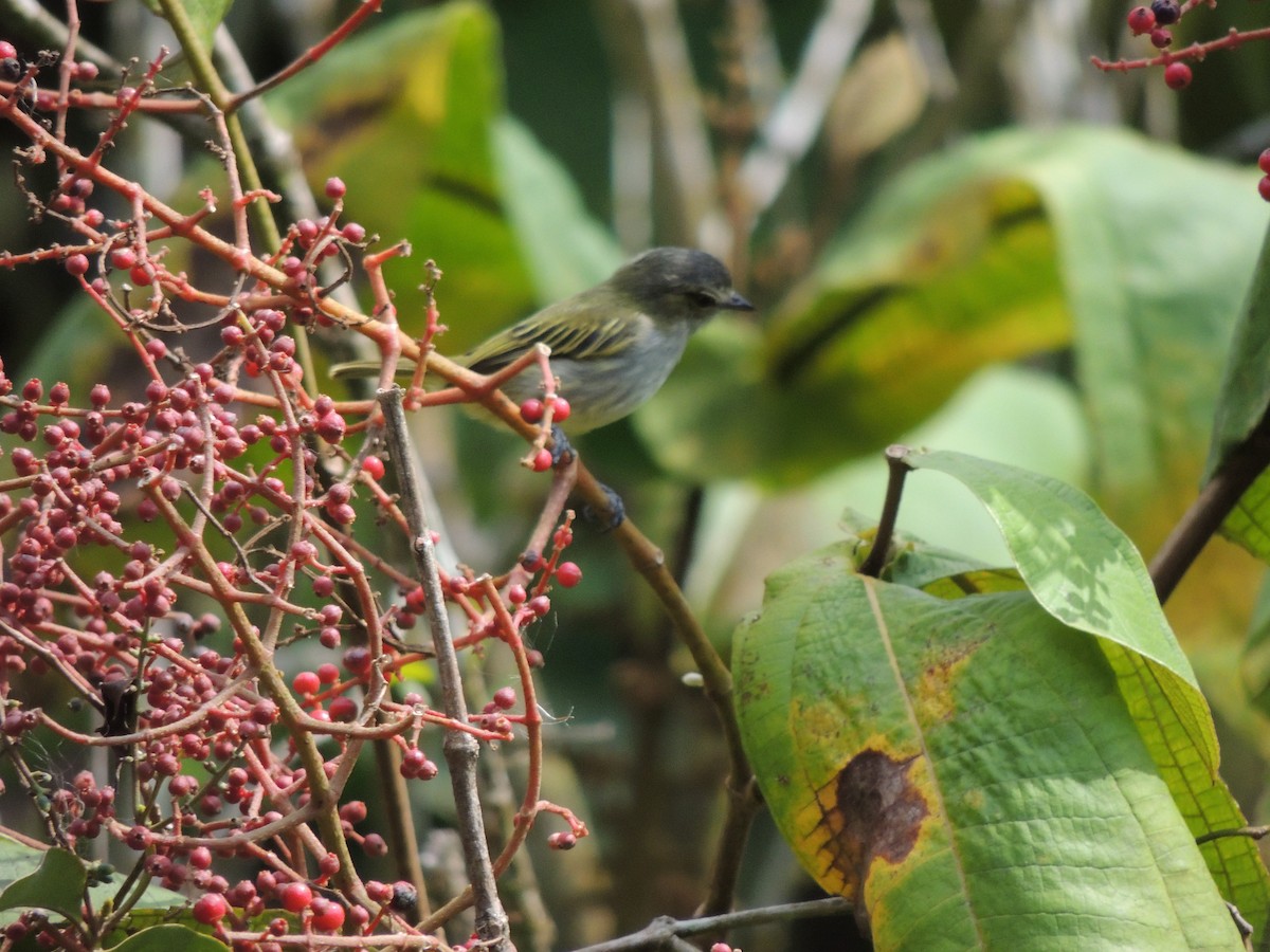 Mistletoe Tyrannulet - Roger Lambert