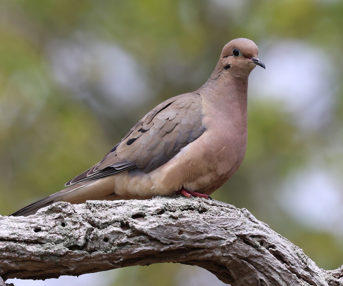 Mourning Dove - burton balkind