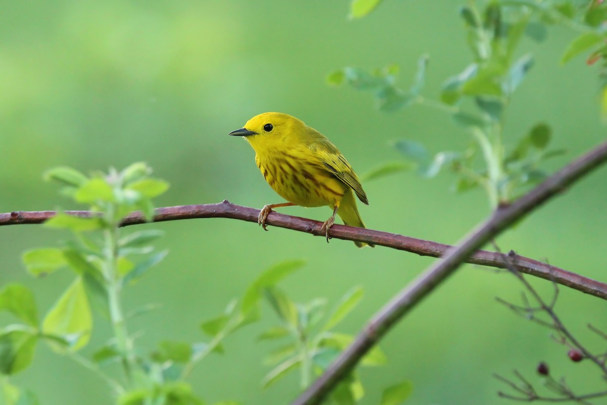 Yellow Warbler - Ronnie Van Dommelen