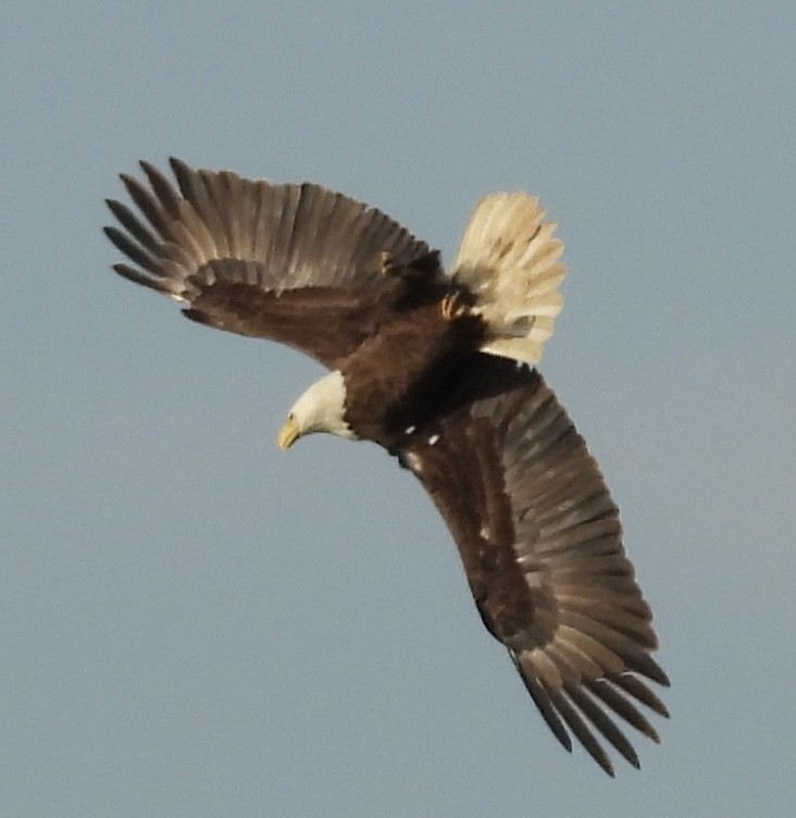 Bald Eagle - Joan Janes