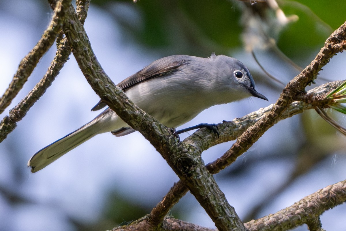 Blue-gray Gnatcatcher - Nadine Bluemel