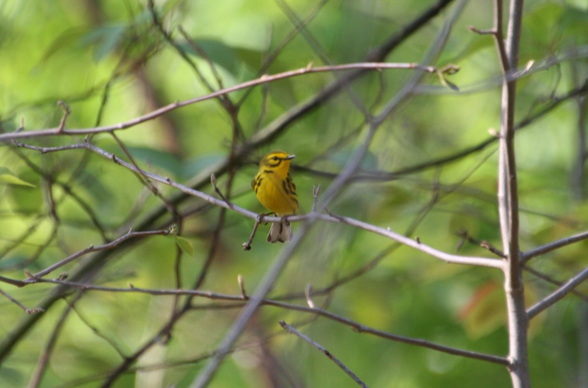 Prairie Warbler - Phillip Martin