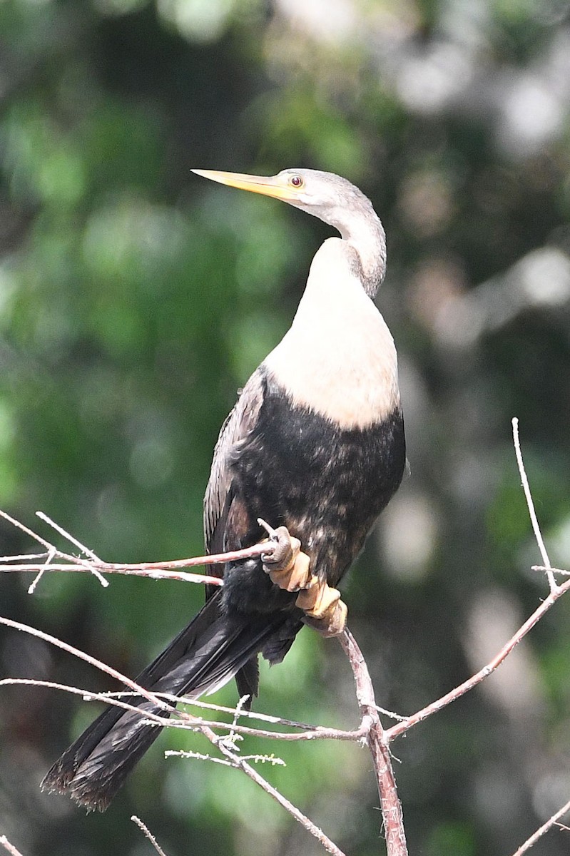 Anhinga - Lewis Gray