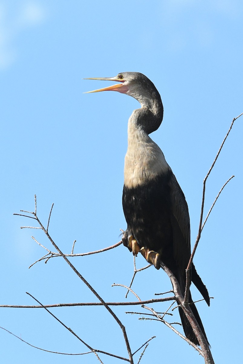 Anhinga - Lewis Gray