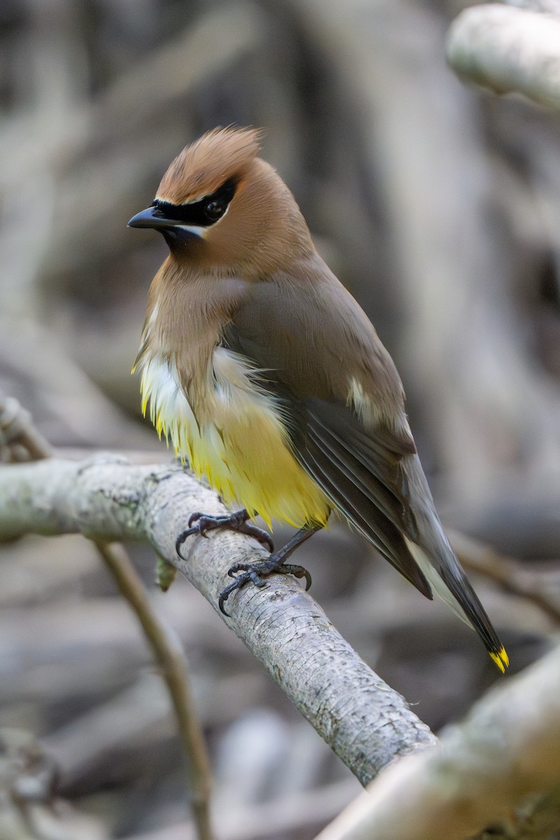 Cedar Waxwing - Nadine Bluemel