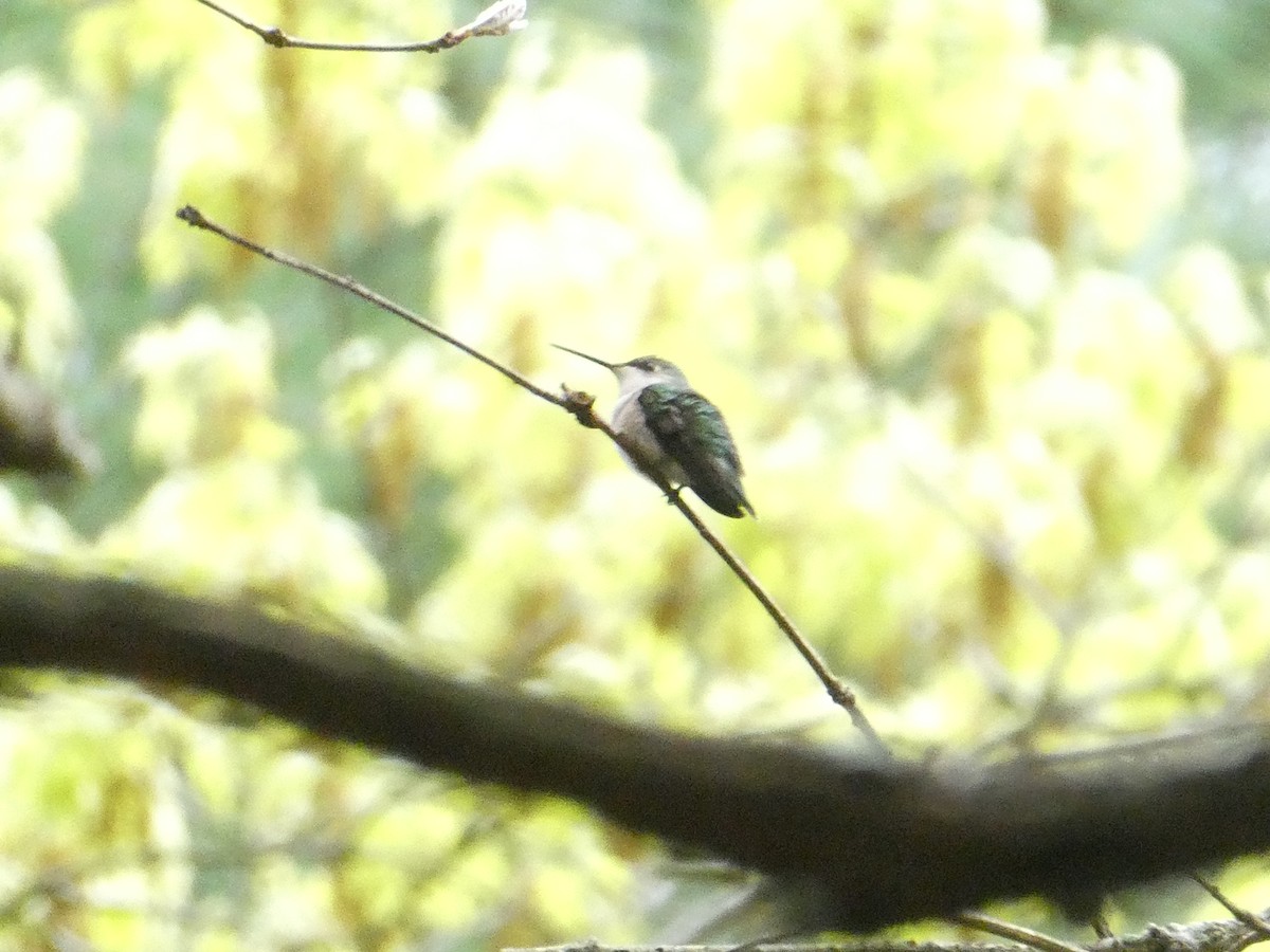 Ruby-throated Hummingbird - The Suburban Resident