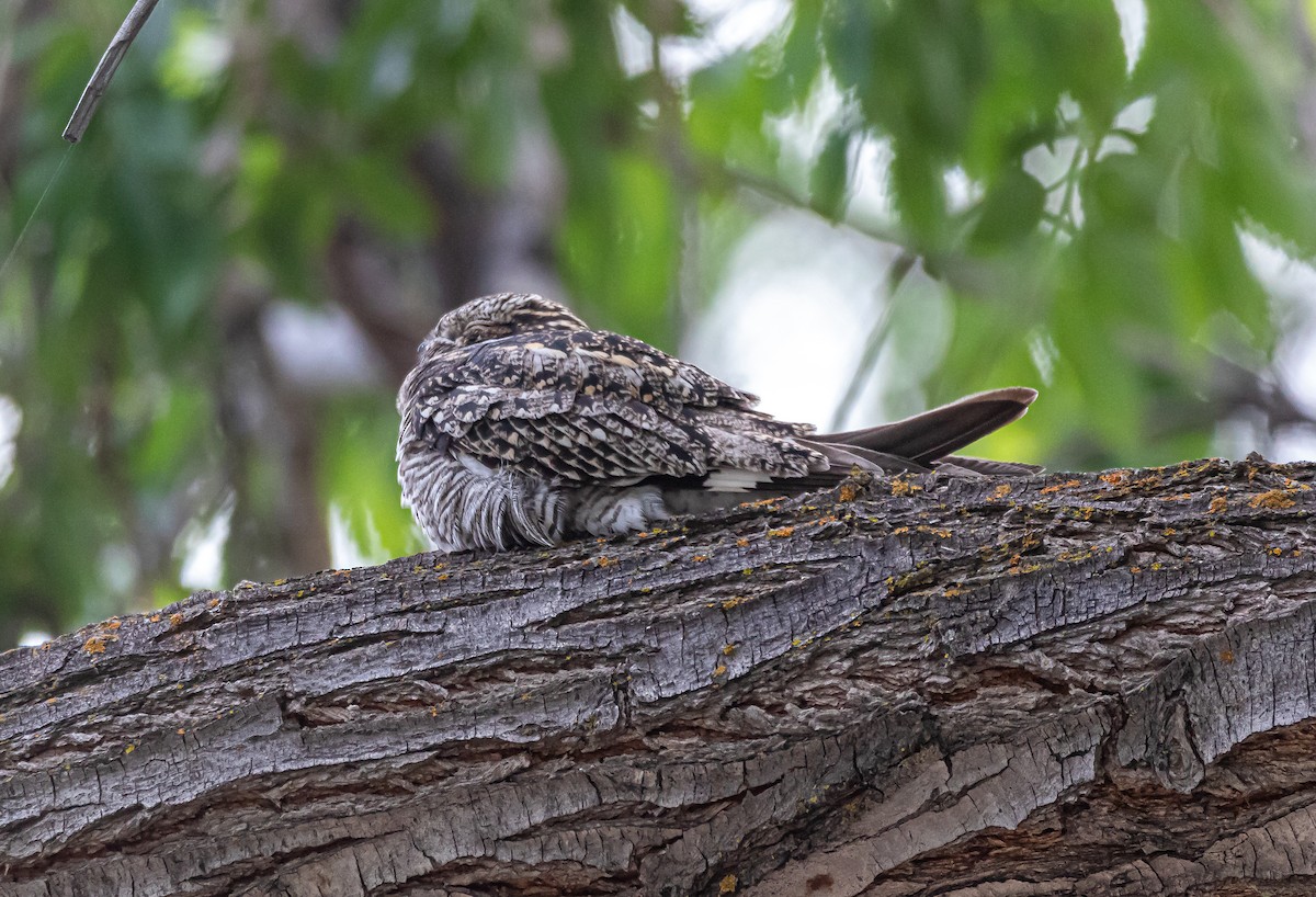 Common Nighthawk - Nancy & Bill LaFramboise