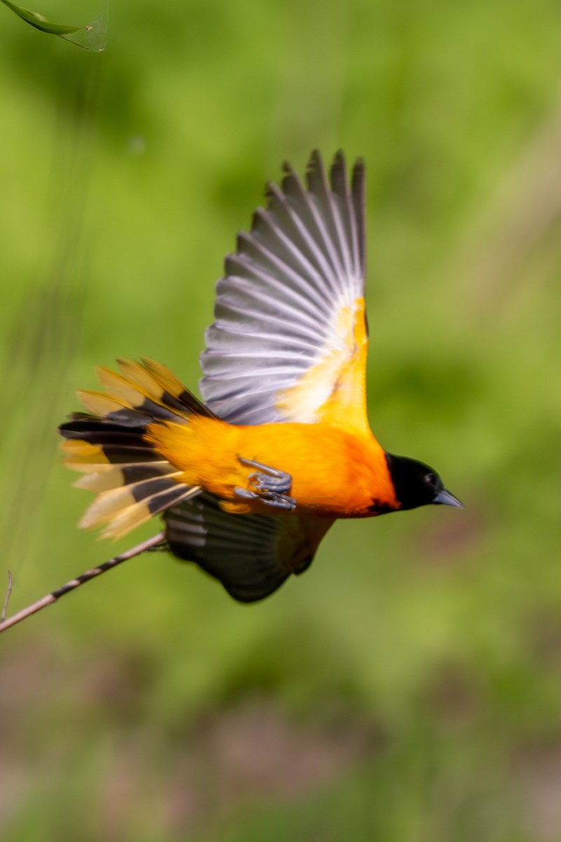 Baltimore Oriole - Nadine Bluemel