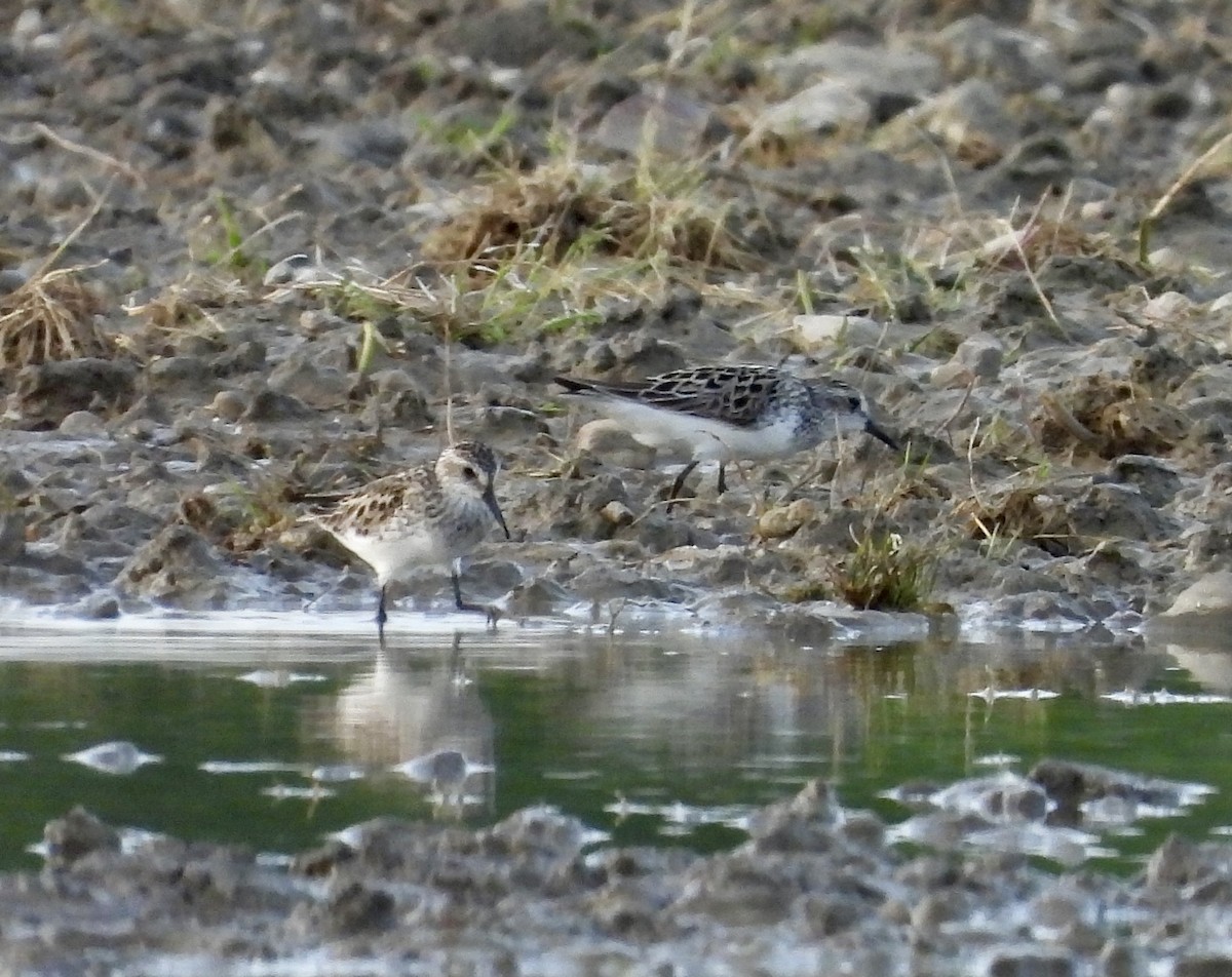 Semipalmated Sandpiper - Kim Sanders