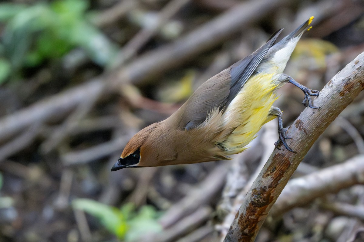 Cedar Waxwing - Nadine Bluemel