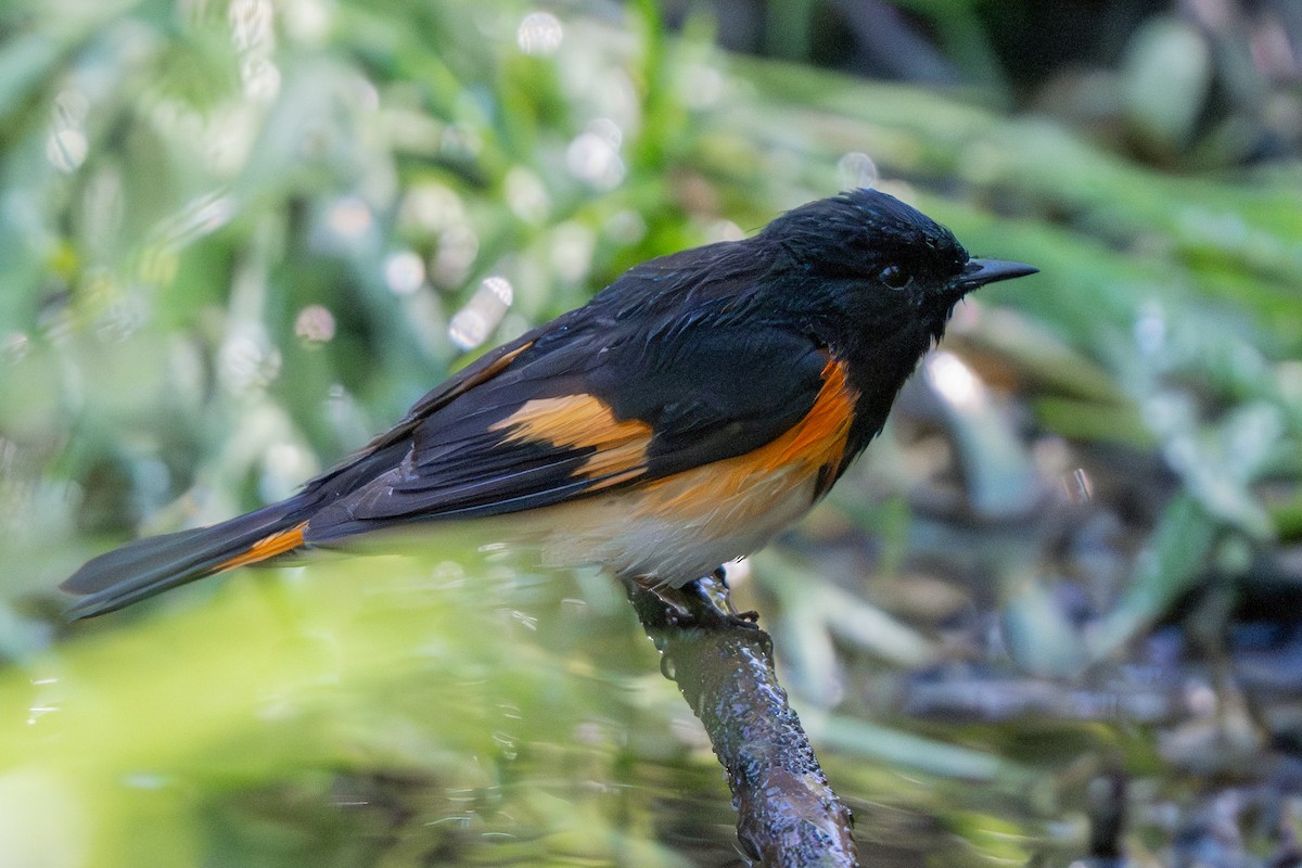 American Redstart - Nadine Bluemel