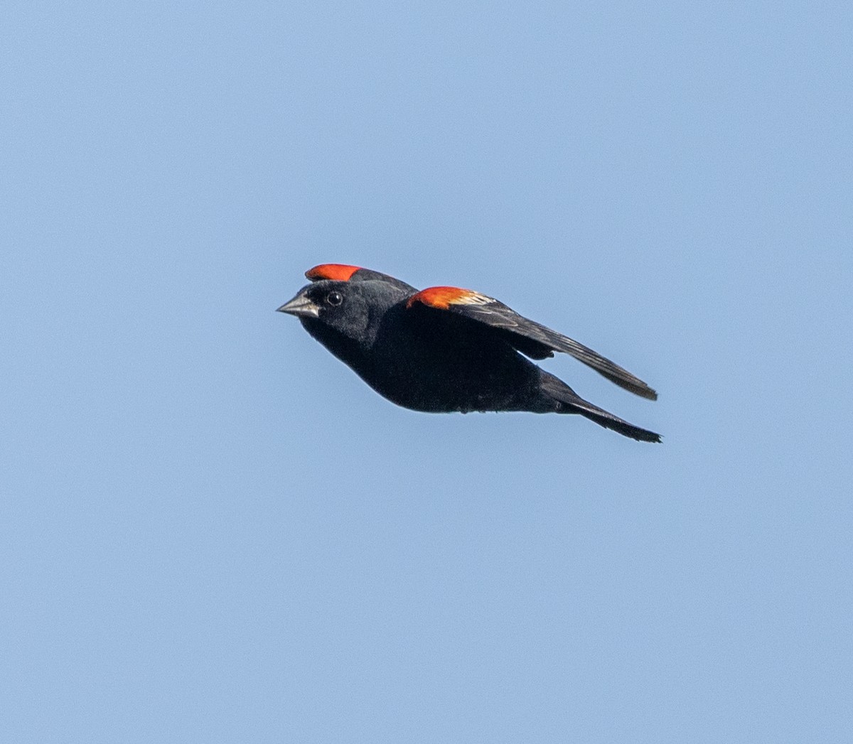 Red-winged Blackbird - Scott Murphy