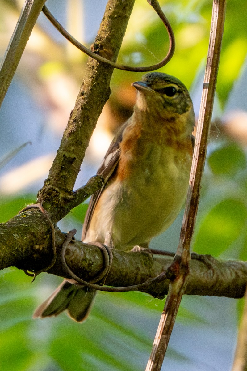 Bay-breasted Warbler - Nadine Bluemel