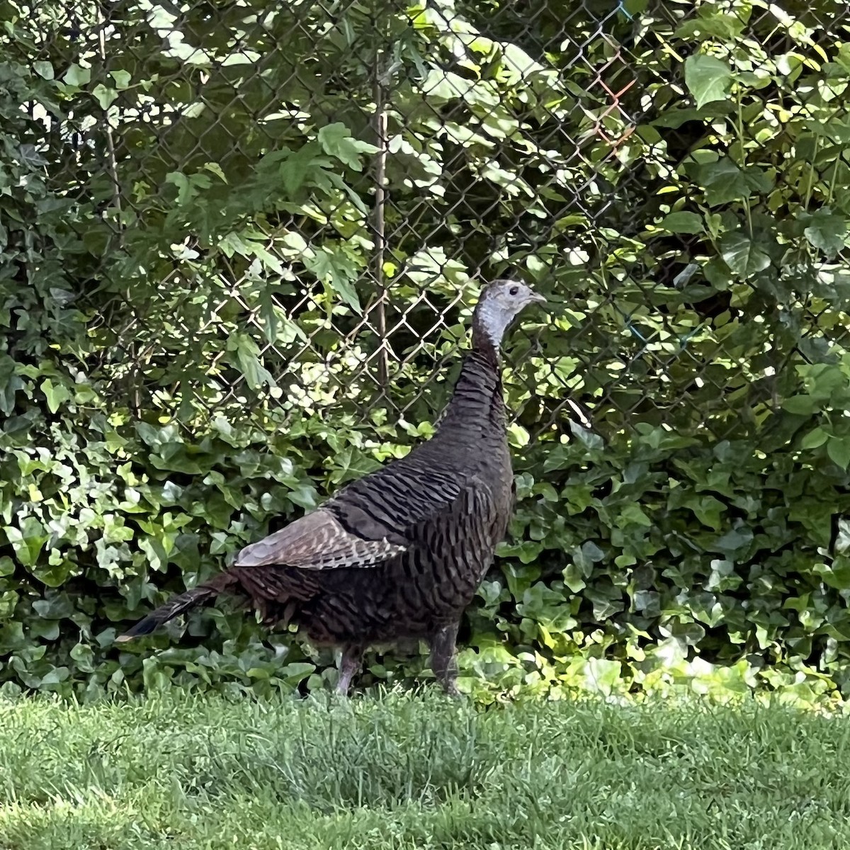 Wild Turkey - Parsley Steinweiss