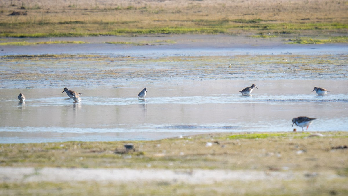 White-rumped Sandpiper - ML619549968