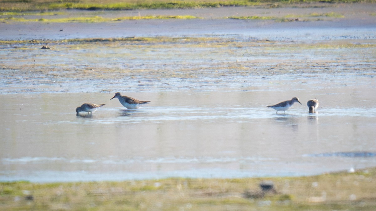 White-rumped Sandpiper - Chris Thomas