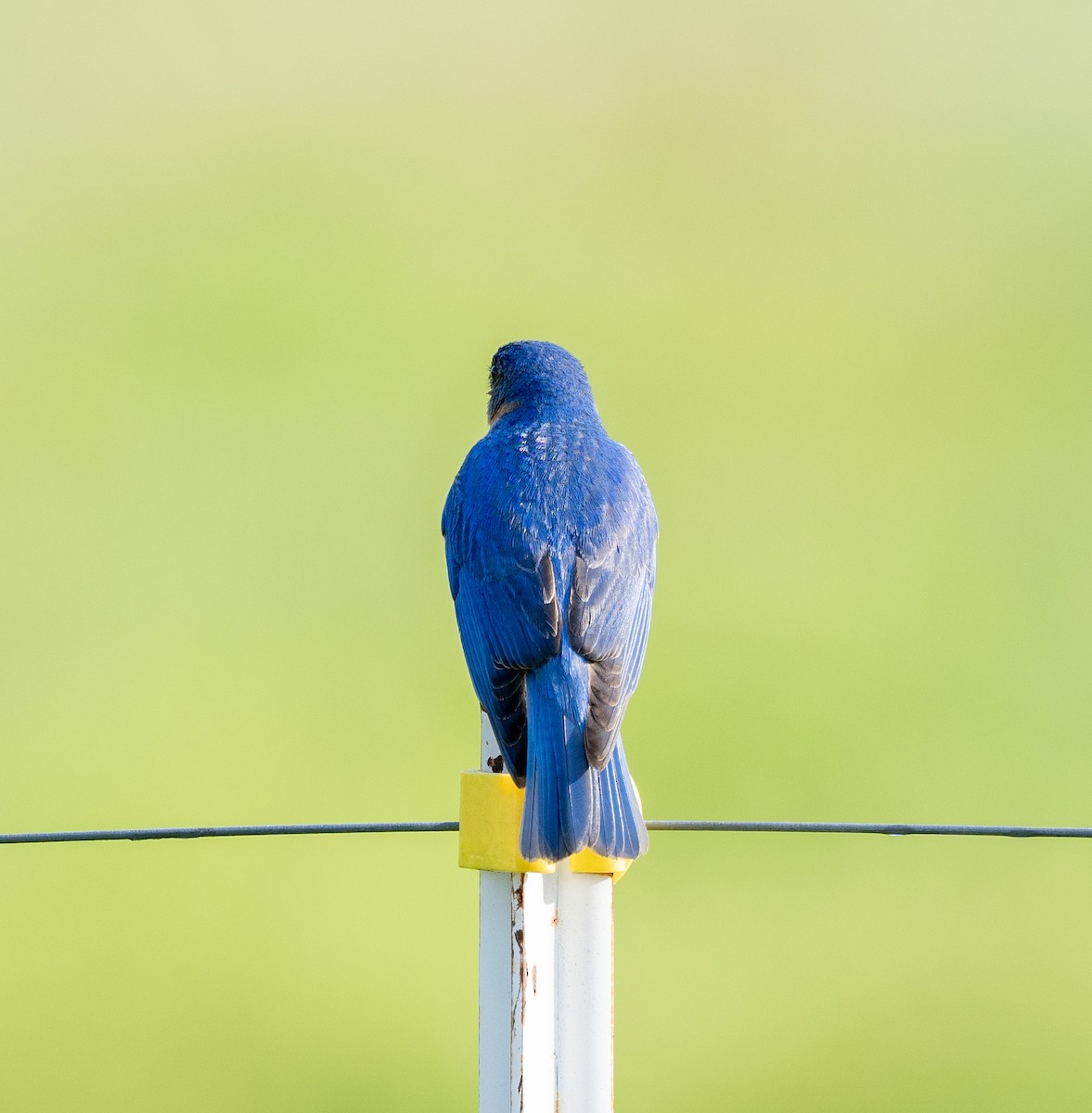 Eastern Bluebird - Scott Murphy