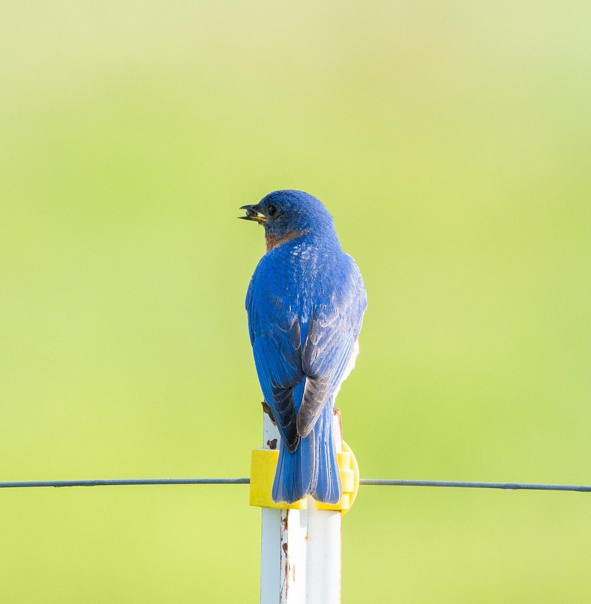 Eastern Bluebird - Scott Murphy