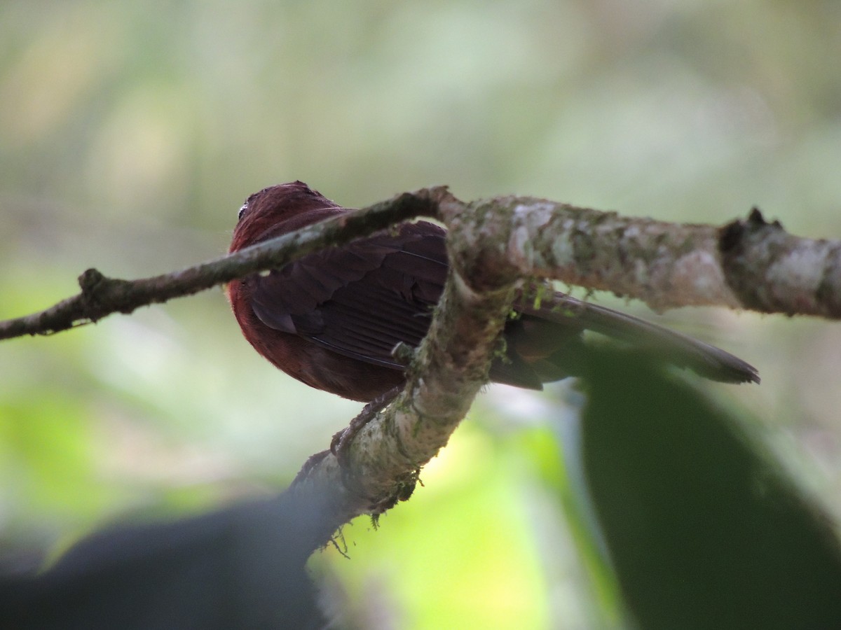 Red-throated Ant-Tanager - Roger Lambert