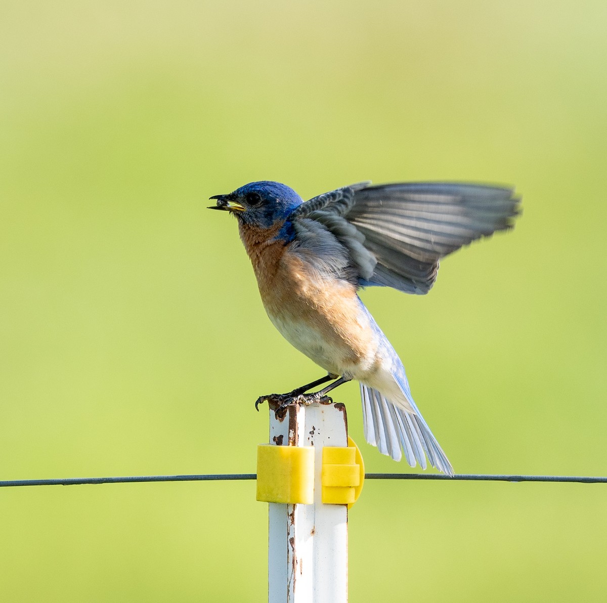 Eastern Bluebird - Scott Murphy