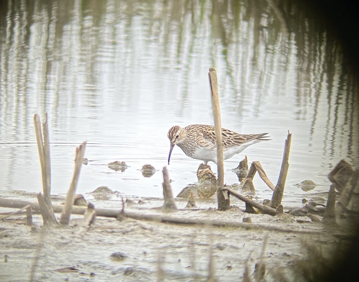 Pectoral Sandpiper - ML619549982