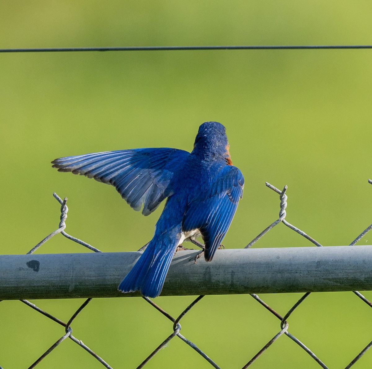 Eastern Bluebird - Scott Murphy