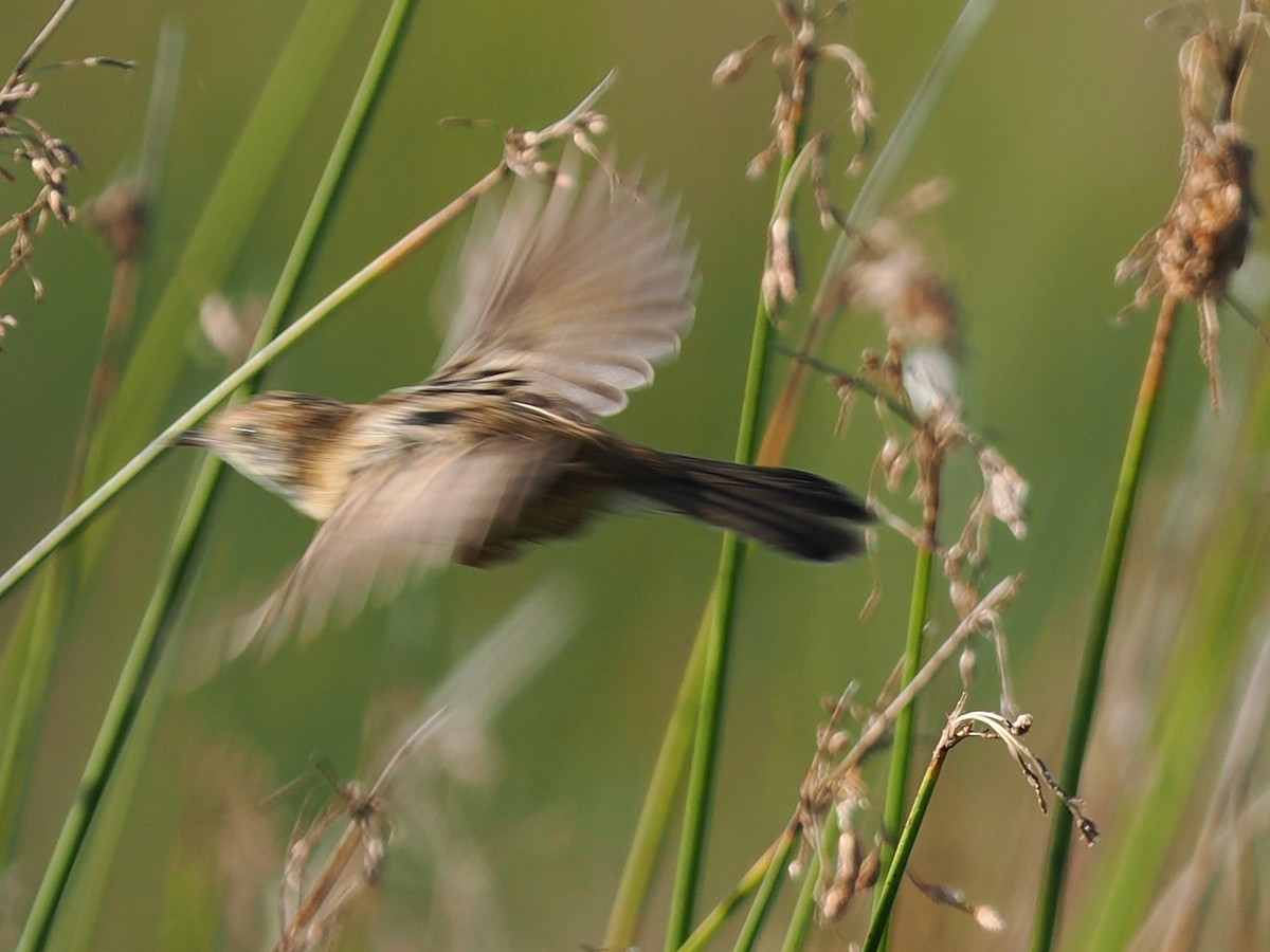 Tawny Grassbird - Len and Chris Ezzy