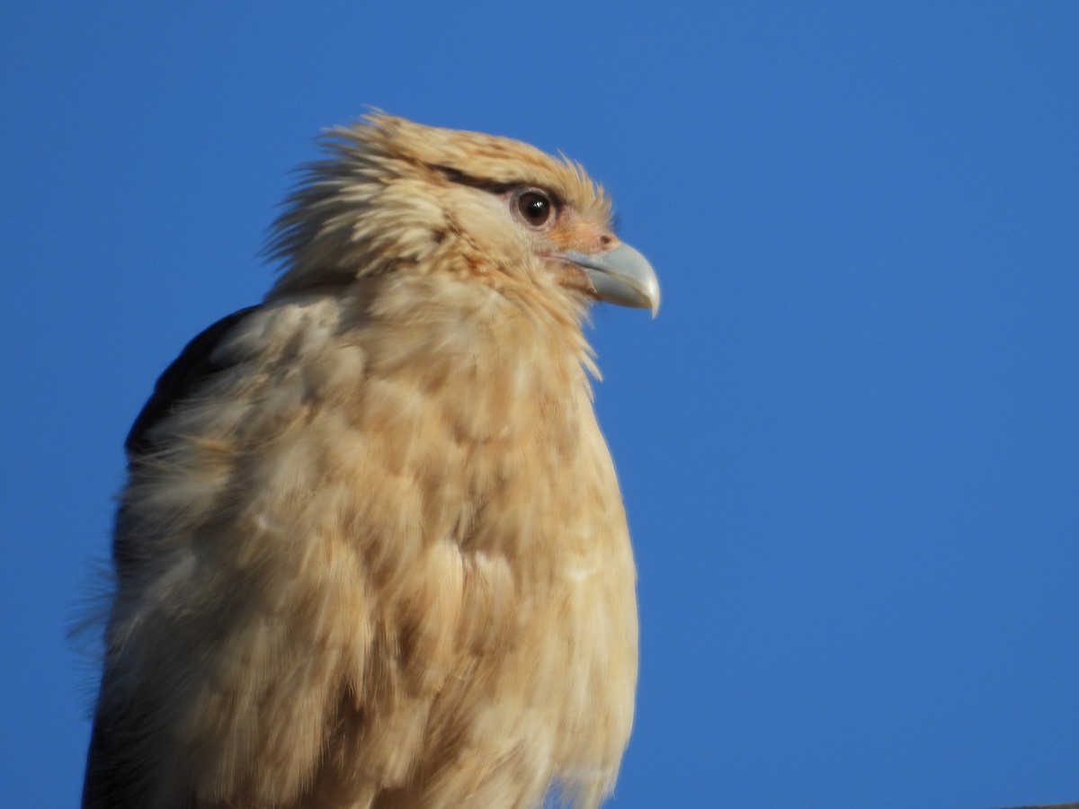 Yellow-headed Caracara - John Amoroso