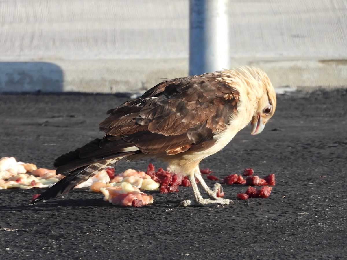 Yellow-headed Caracara - John Amoroso