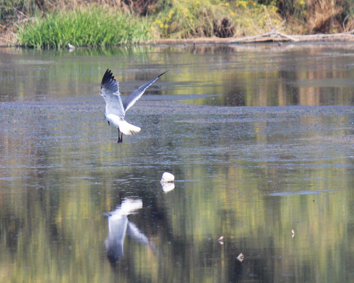 Laughing Gull - Zoe Diacou