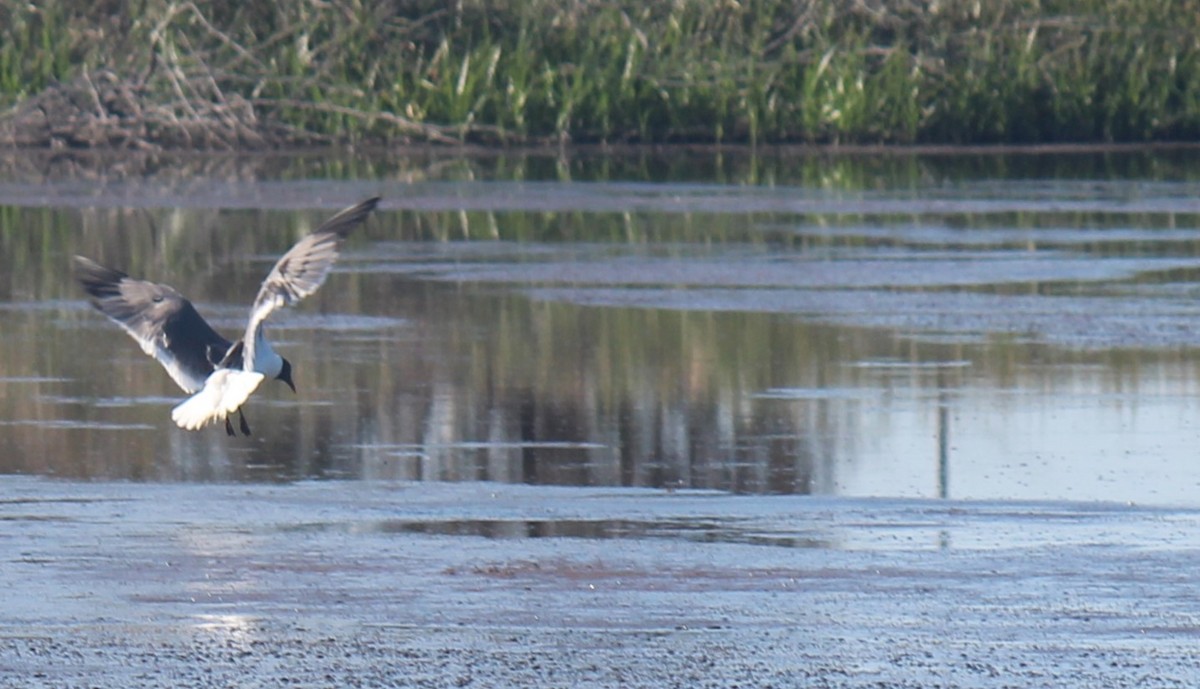 Laughing Gull - Zoe Diacou