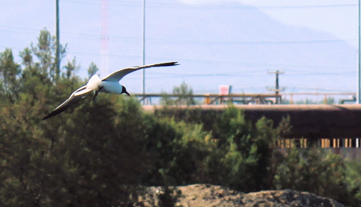 Laughing Gull - Zoe Diacou