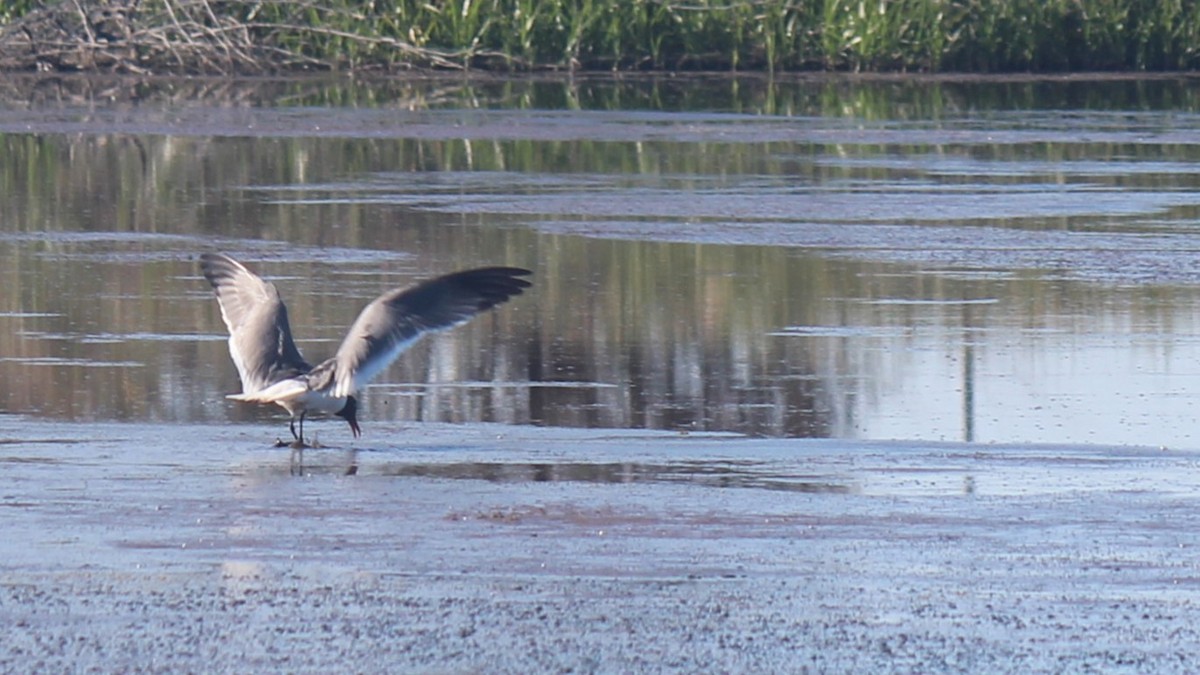 Laughing Gull - Zoe Diacou