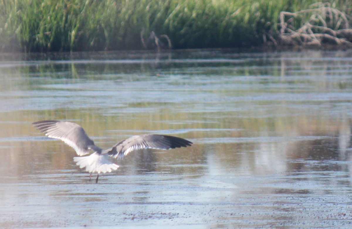 Laughing Gull - Zoe Diacou