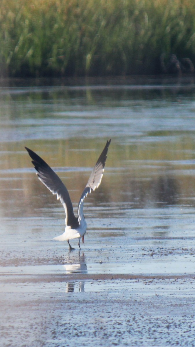 Laughing Gull - Zoe Diacou