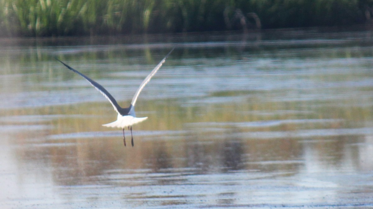 Laughing Gull - Zoe Diacou