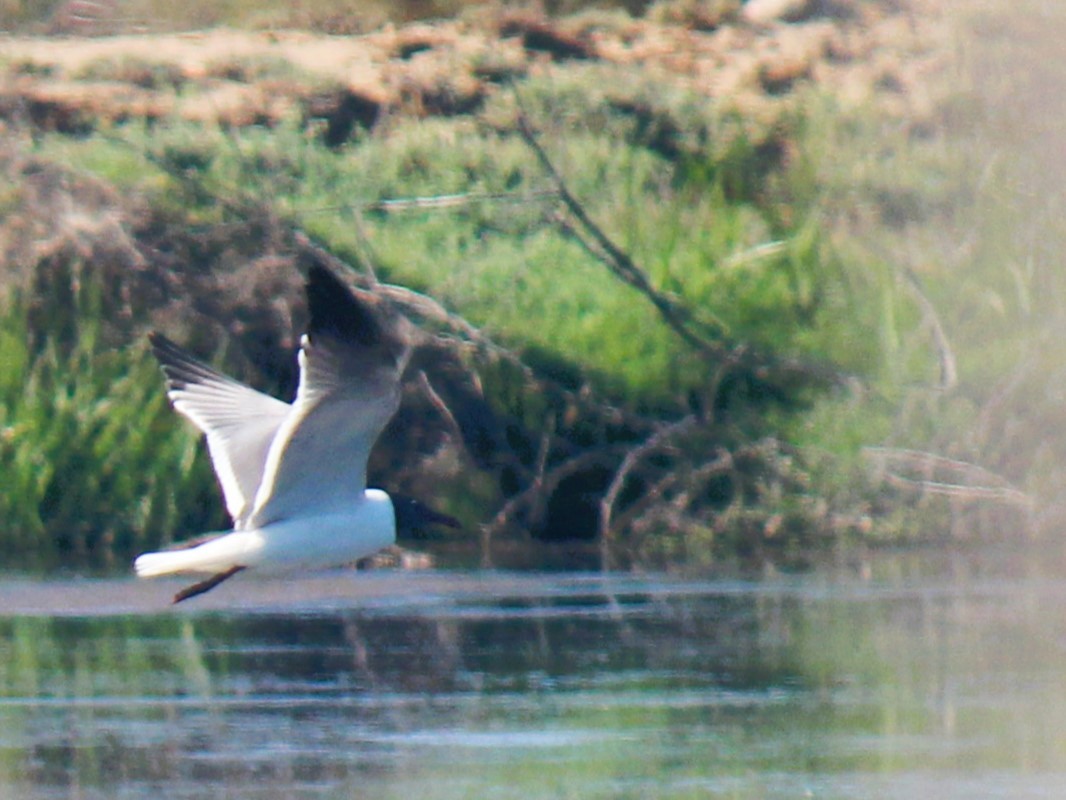 Laughing Gull - Zoe Diacou