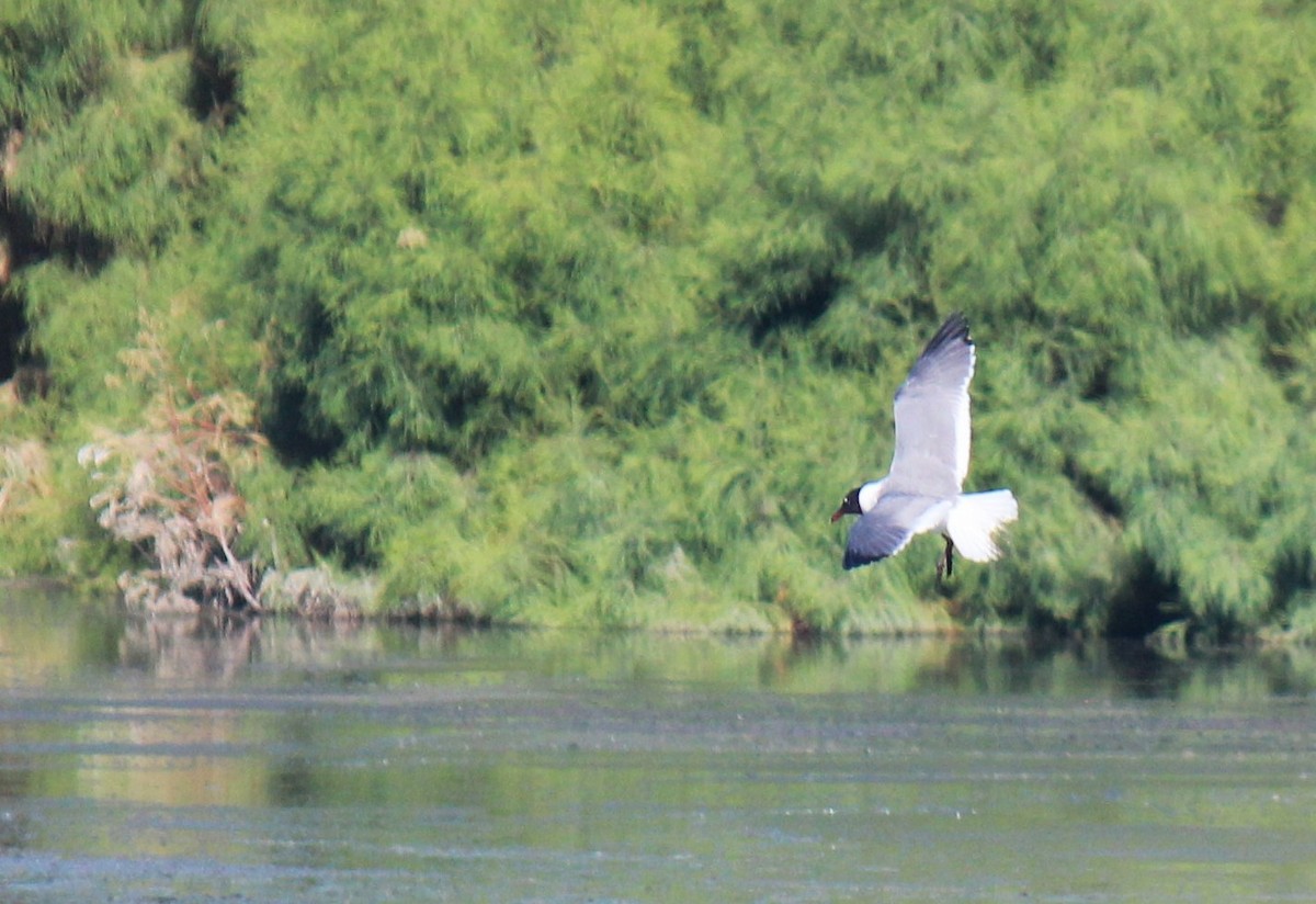 Laughing Gull - Zoe Diacou