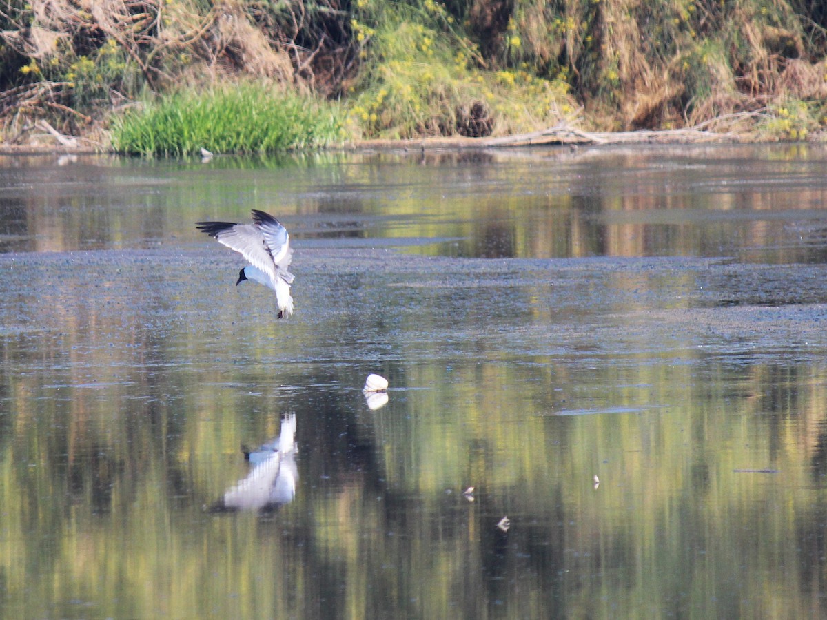 Laughing Gull - Zoe Diacou