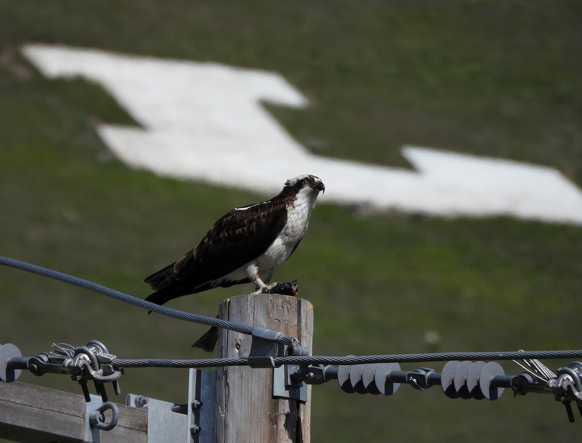 Osprey - Tim Forrester