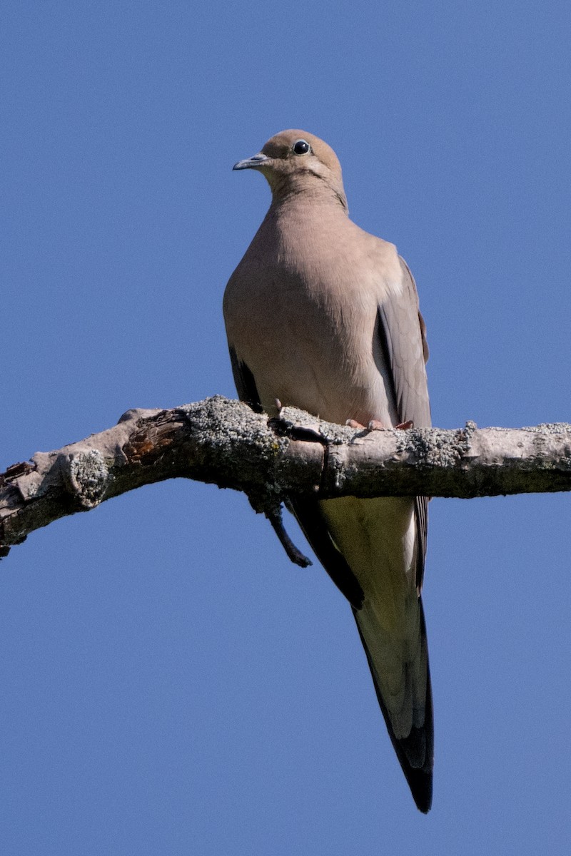 Mourning Dove - Nadine Bluemel