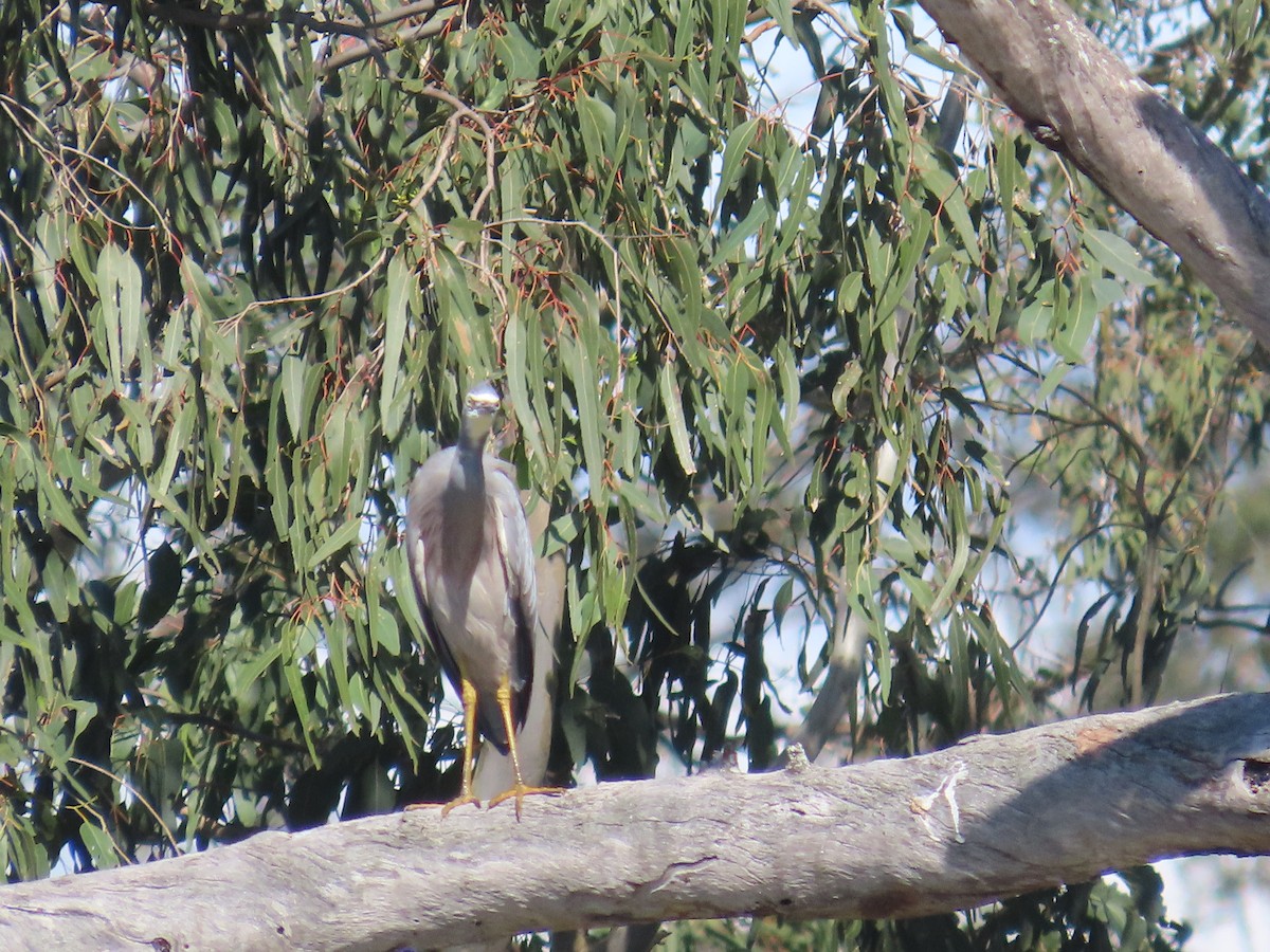 White-faced Heron - Scott and Jenny Pascoe