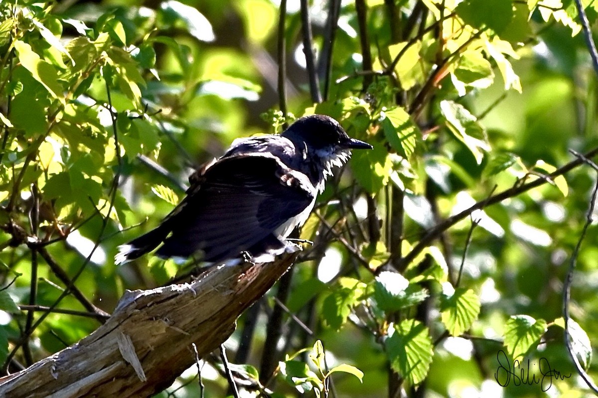 Eastern Kingbird - Neli Jo