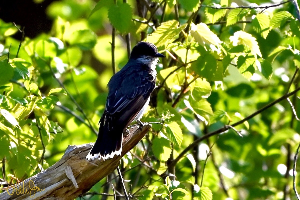 Eastern Kingbird - Neli Jo