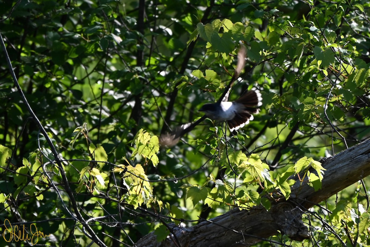 Eastern Kingbird - Neli Jo