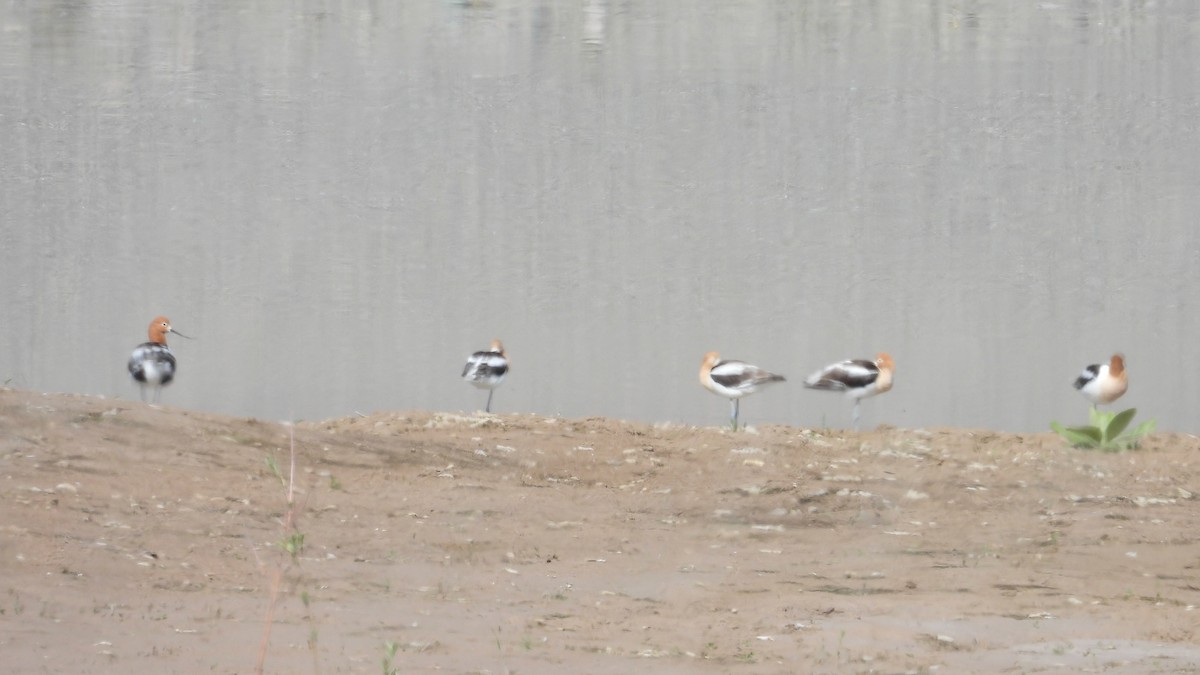 American Avocet - ML619550036