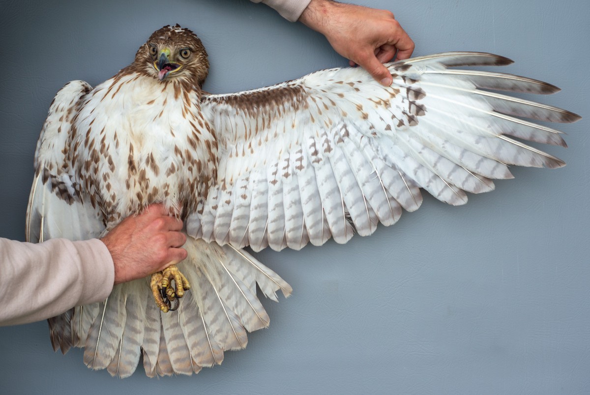 Red-tailed Hawk - Nick Alioto