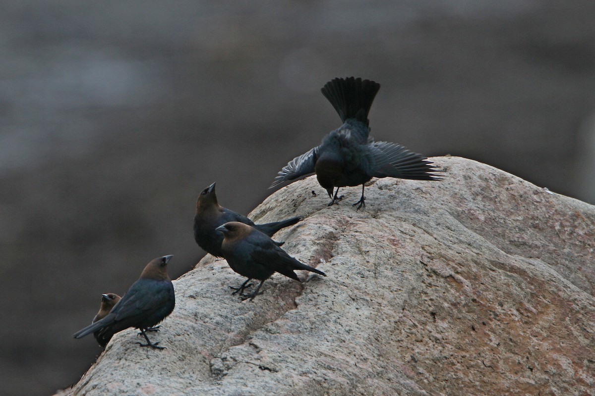 Brown-headed Cowbird - ML619550047