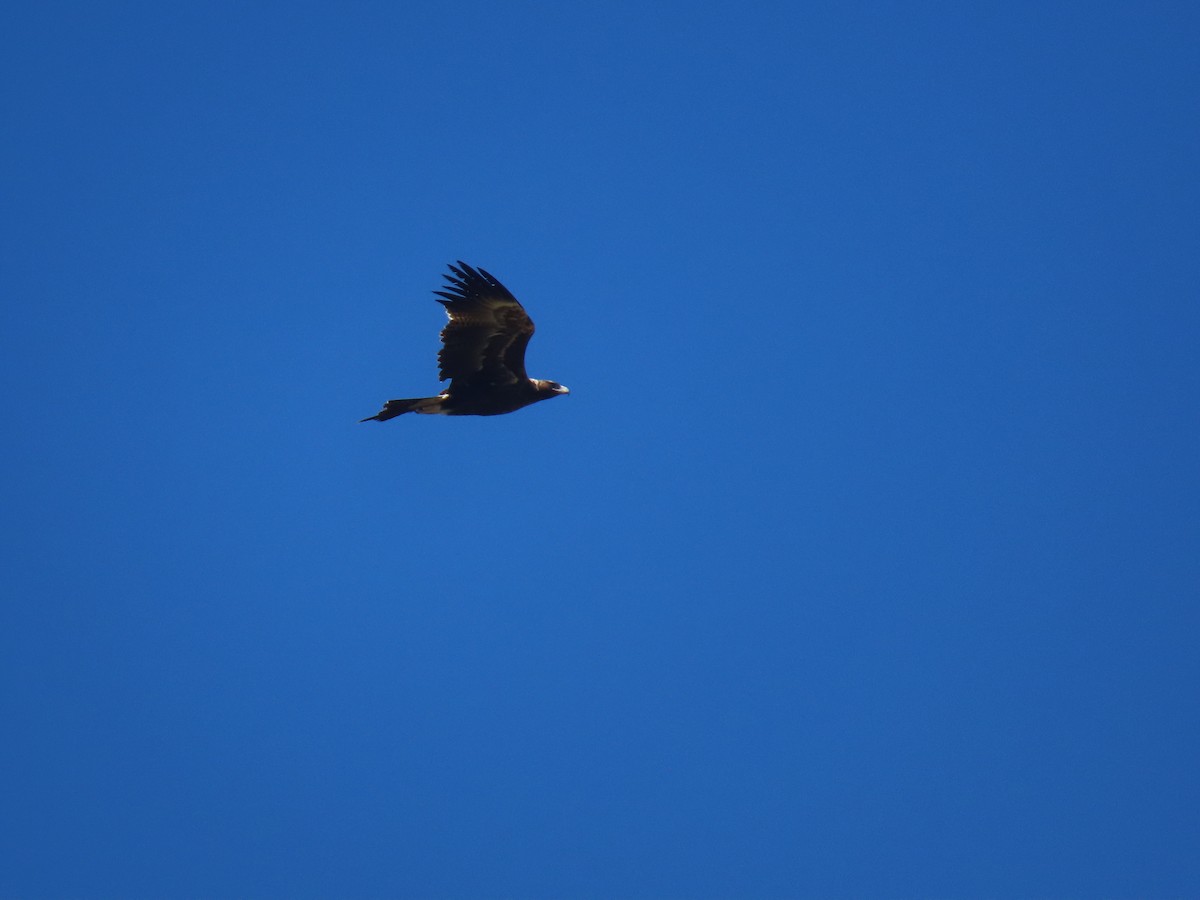 Wedge-tailed Eagle - Scott and Jenny Pascoe